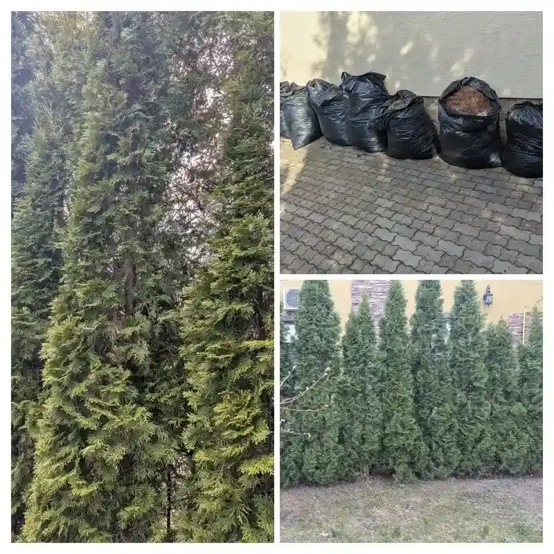 Восстановление туй в г. Ступино